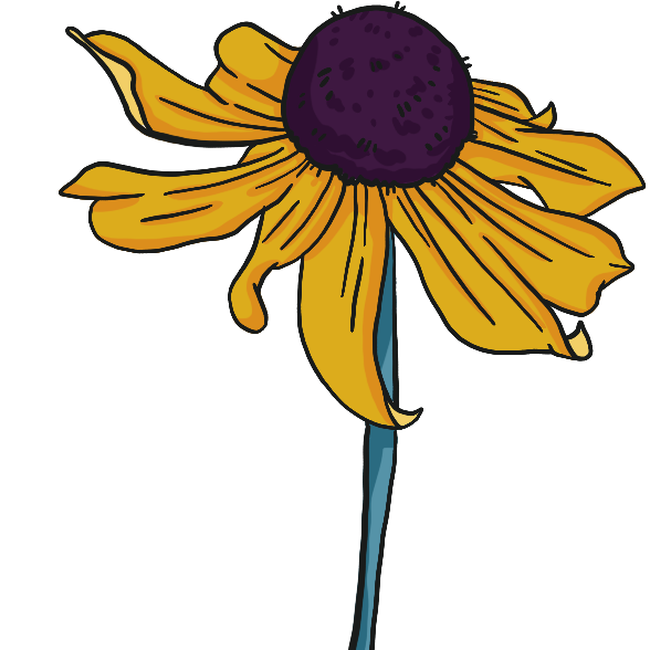 Black Eyed Susan
