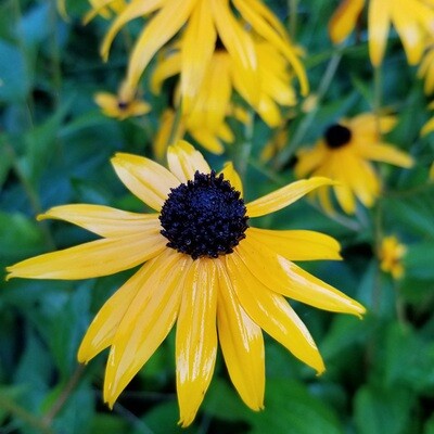 Black Eyed Susan