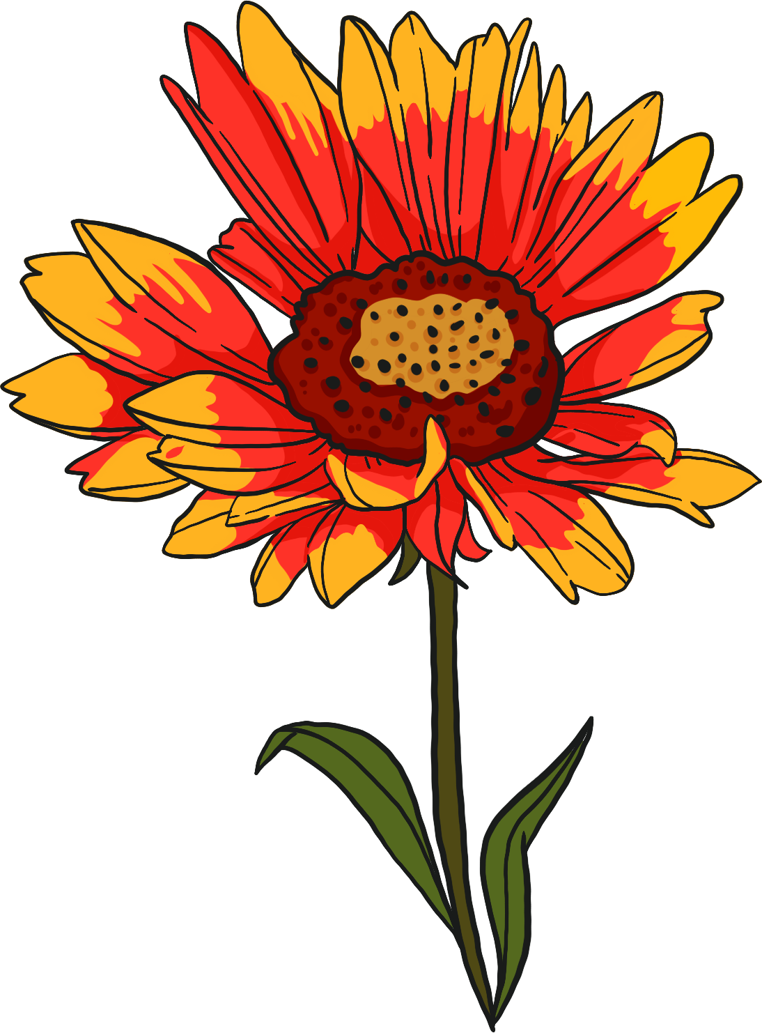 Blanket Flower