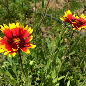 Blanket Flower