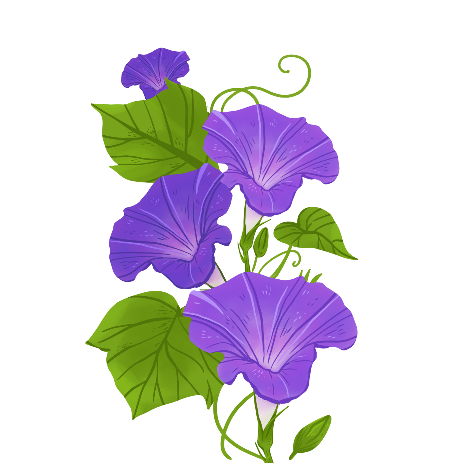 Pompeo&#39;s Purple Morning Glories