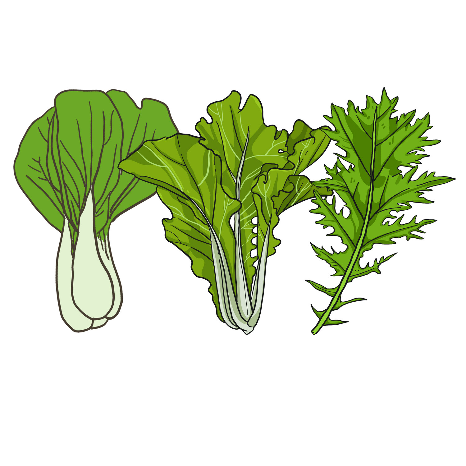 Trio Mizuna, Bok Choy &amp; Tokyo Bekana