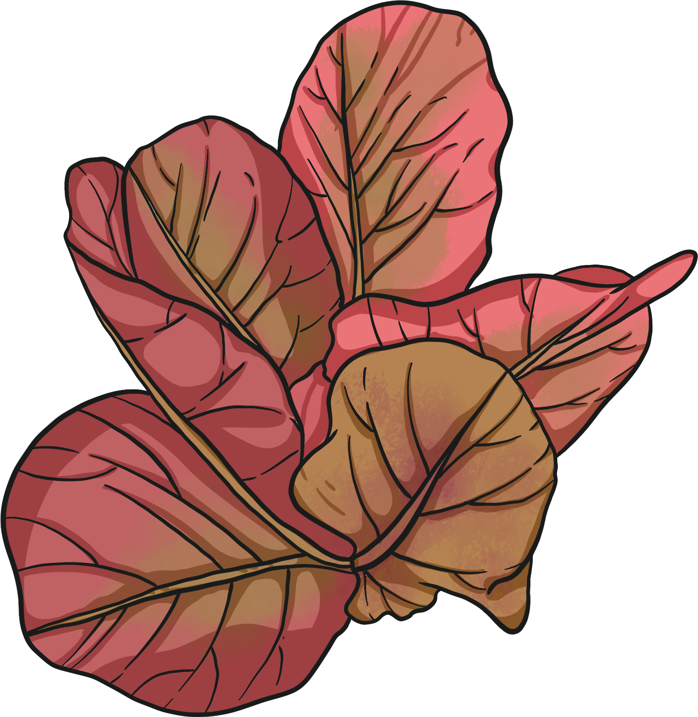 Baquieu Lettuce
