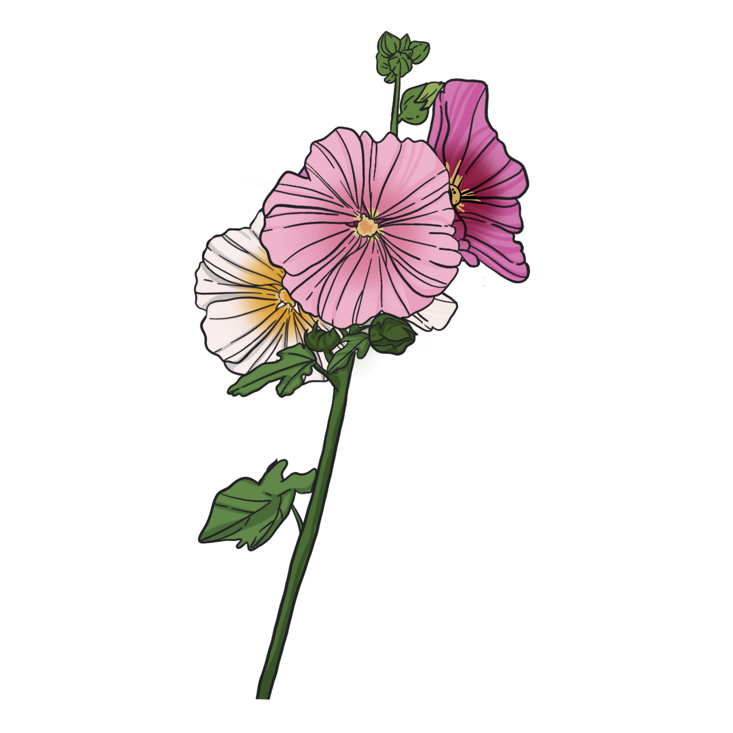Multicolored Hollyhock