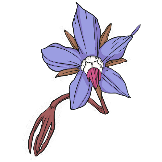 Borage (Starflower)