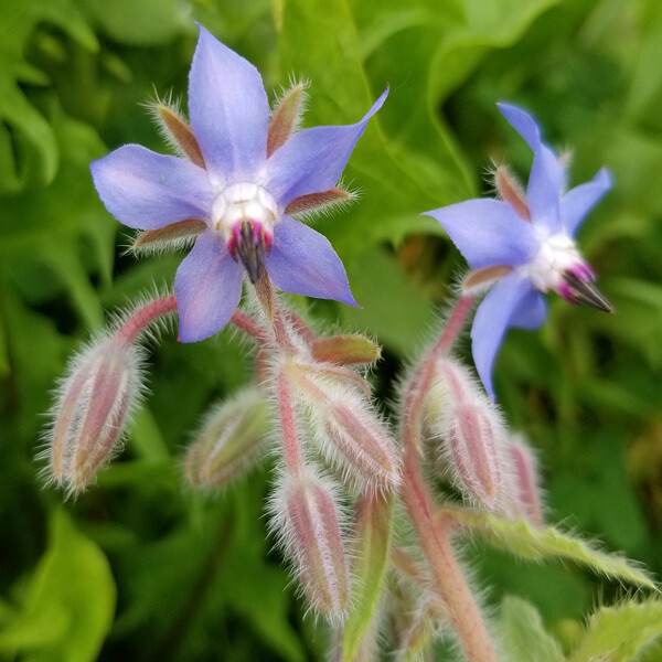 Borage (Starflower)