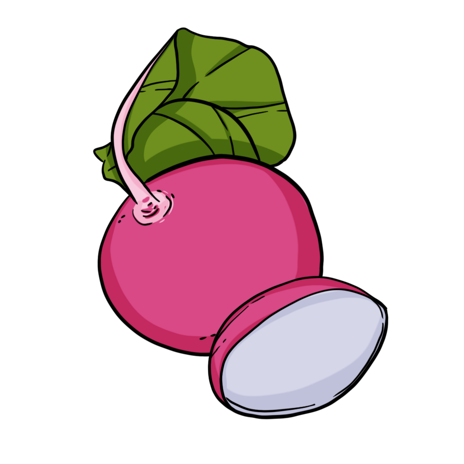 Cherry Belle Radish