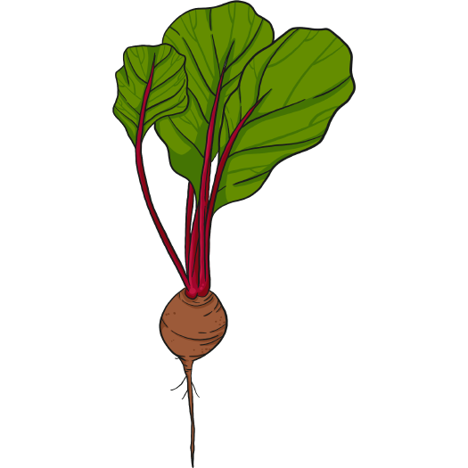 Early Tall Top Wonder Beet