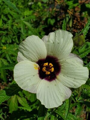 Kenaf (Hibiscus cannabinus L.)