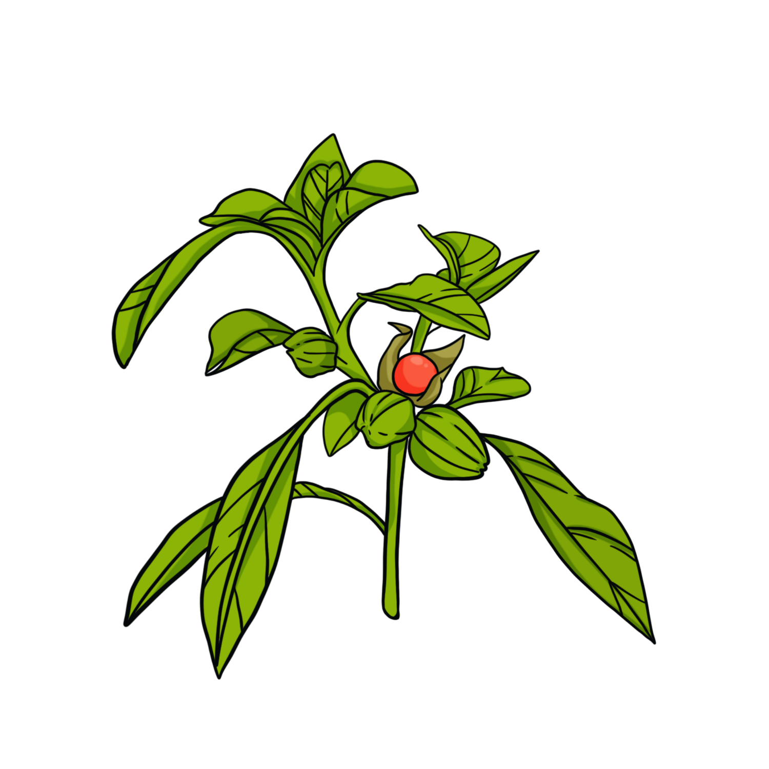 Ashwagandha