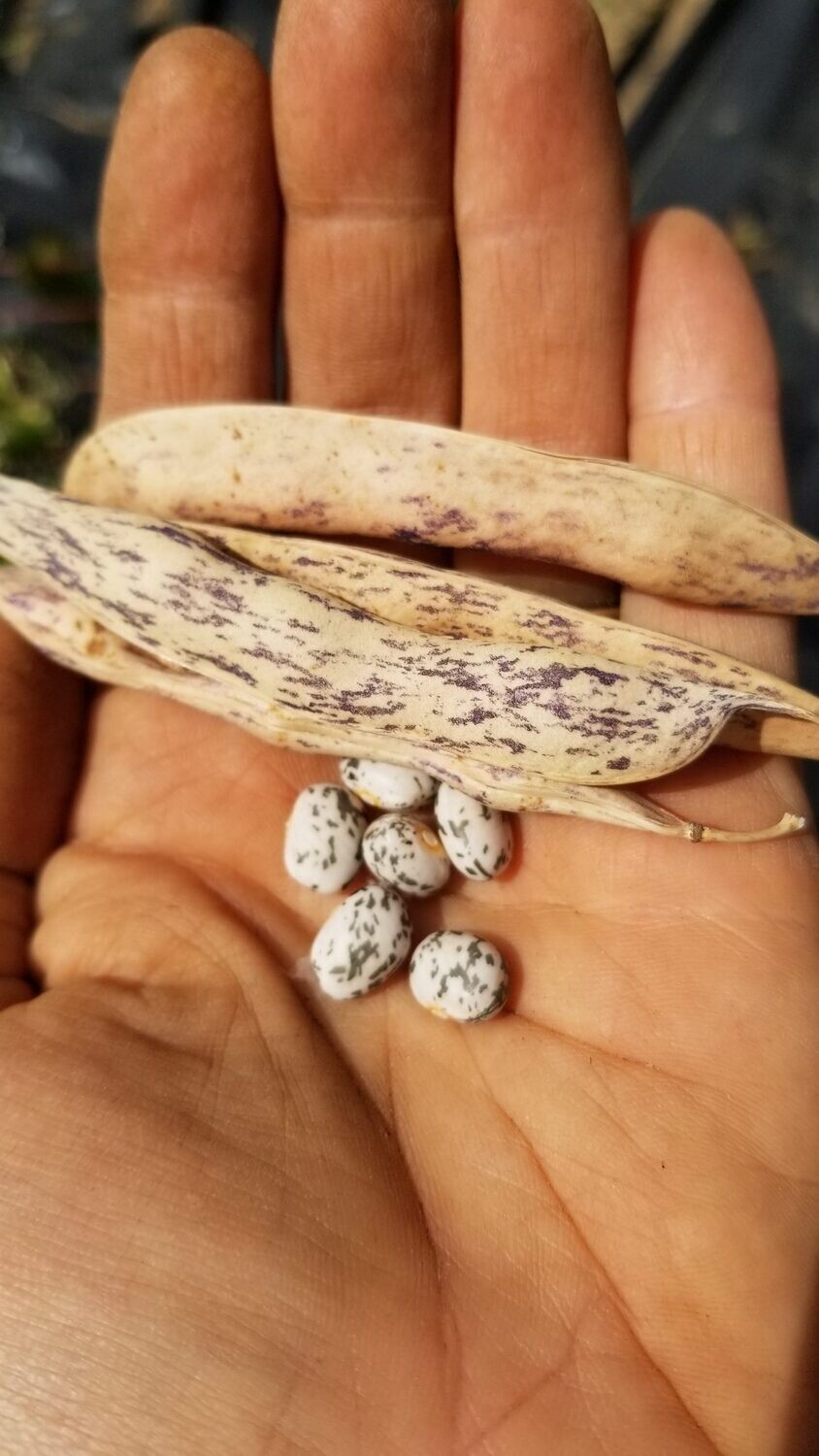 Goose Gullet Bean