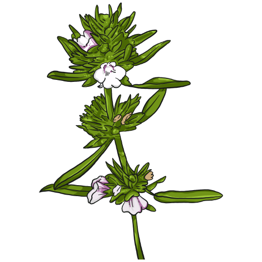 Lebanese Za&#39;atar