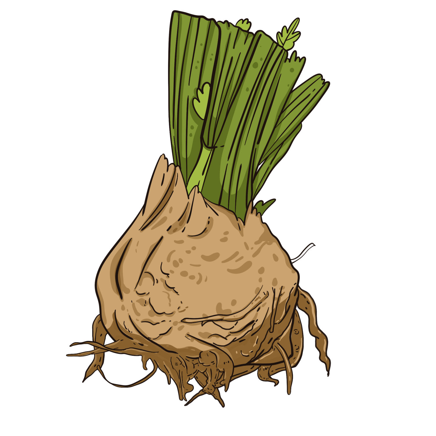 Celeriac - Celery root - Cadet Roussel/Le Noyau