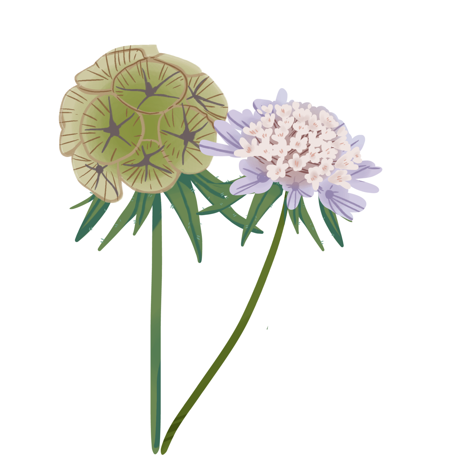 Scabiosa Stellata Starflower
