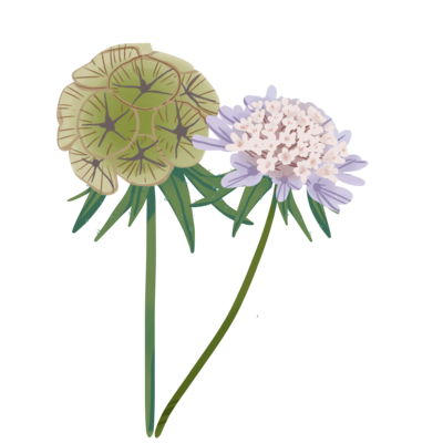 Scabiosa Stellata Starflower