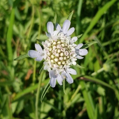 Scabiosa Stellata Starflower
