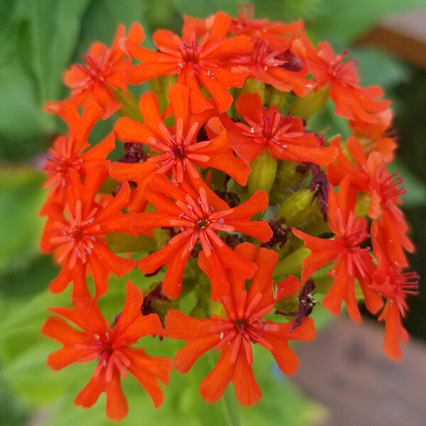 Jerusalem or Malta Cross flower