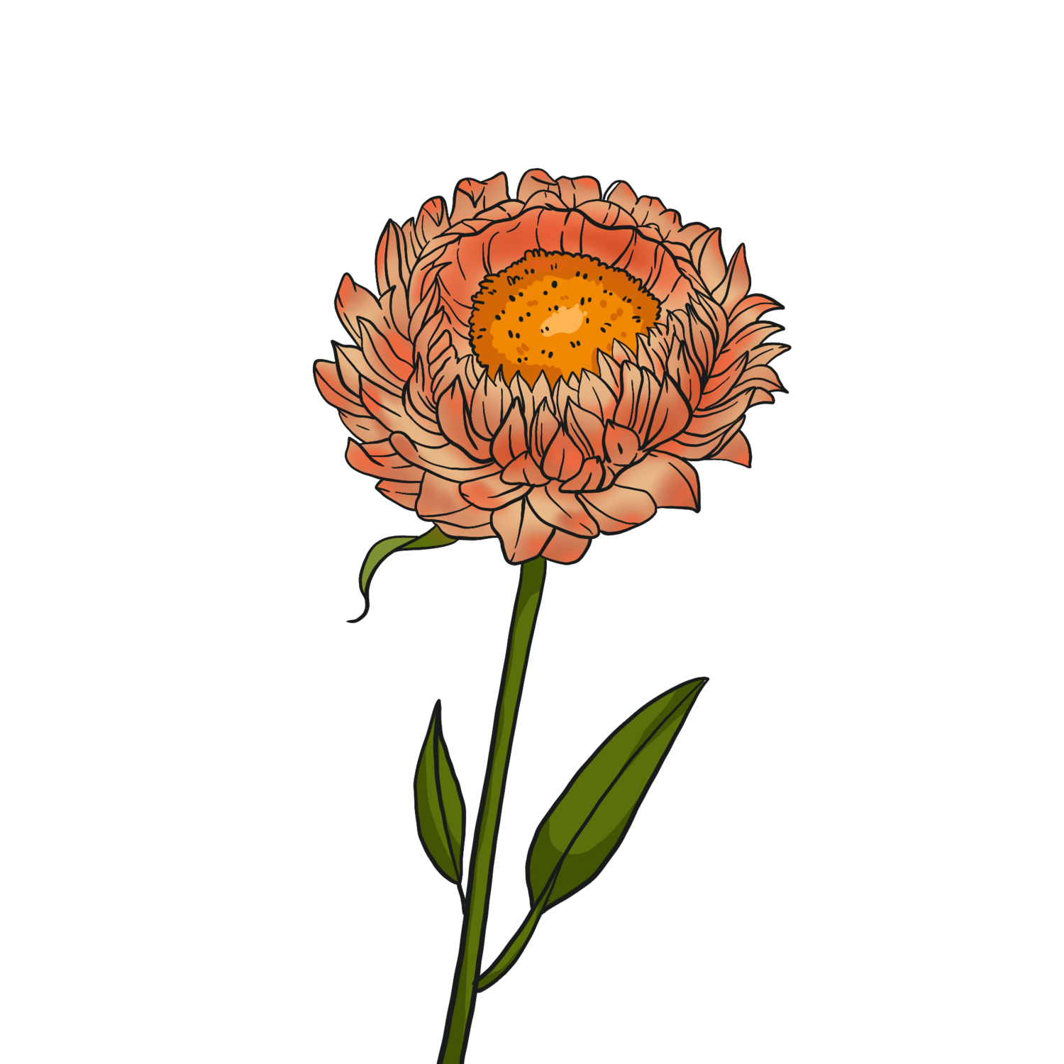 Apricot Peach Strawflowers