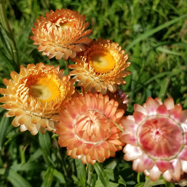 Apricot Peach Strawflowers