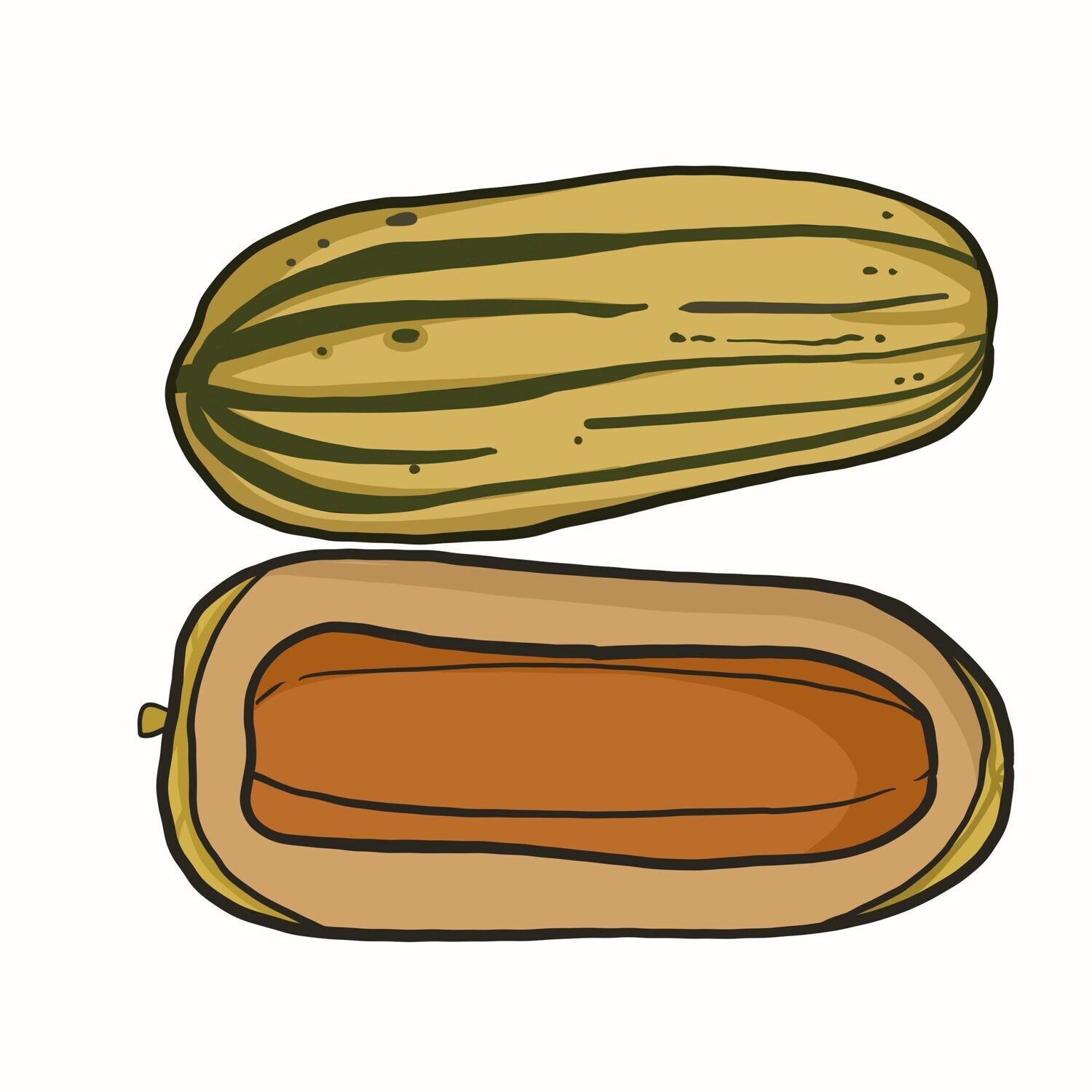 Zeppelin Delicata squash