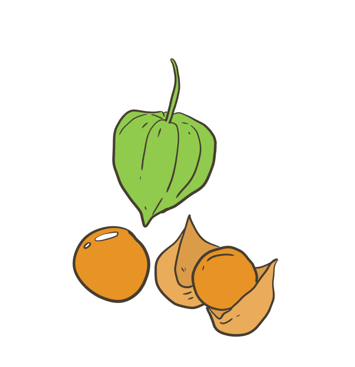 Abenaki Hardwick Ground Cherry