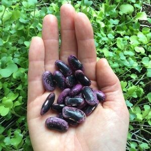 Bear Paw Beans (Scarlet Runner)