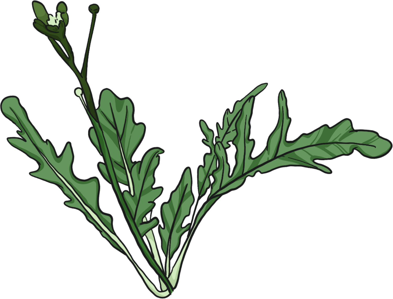 Arugula Sylvetta