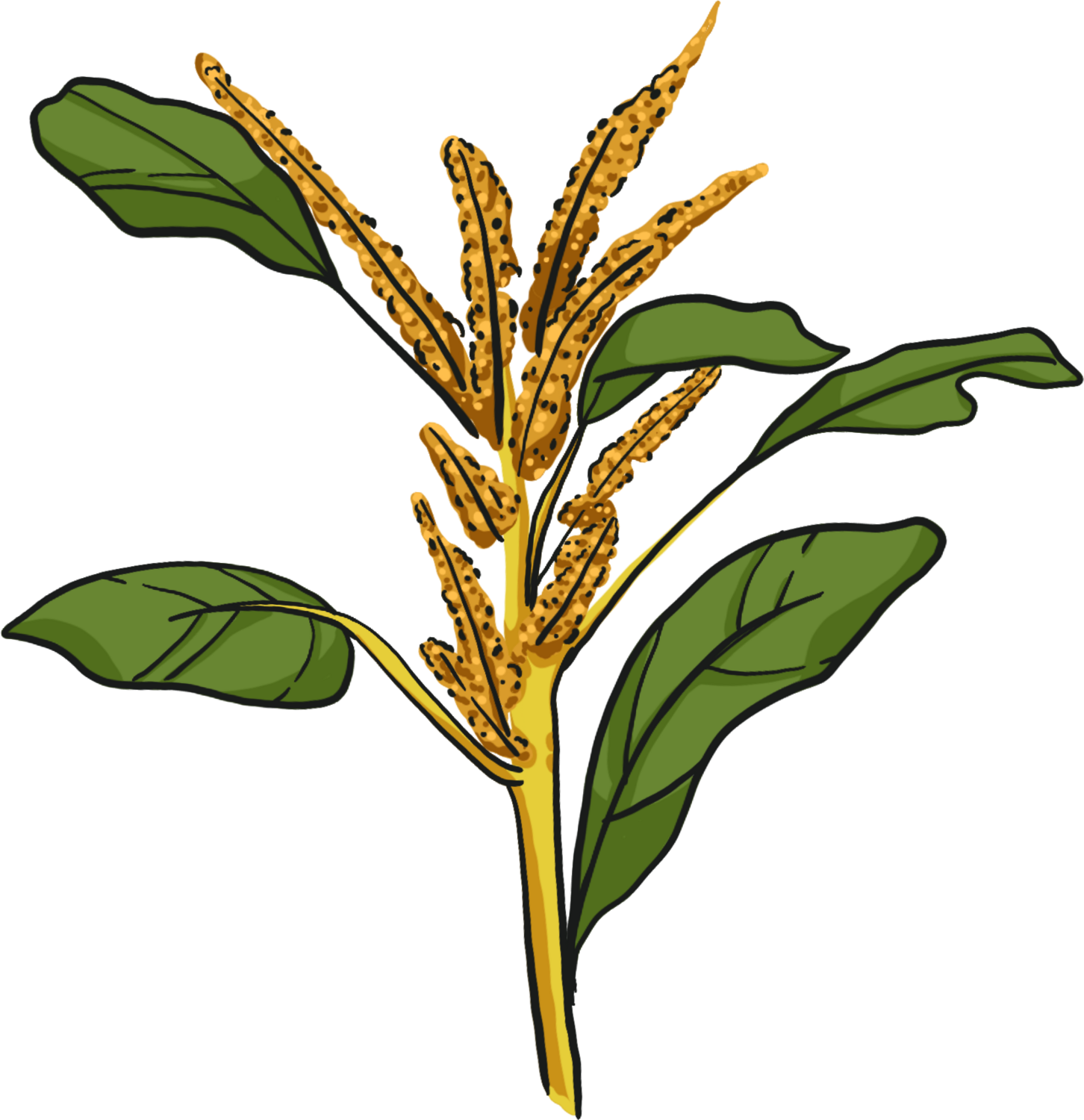 Amaranth Hot Biscuit