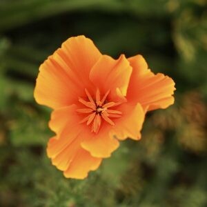 California Orange Poppy