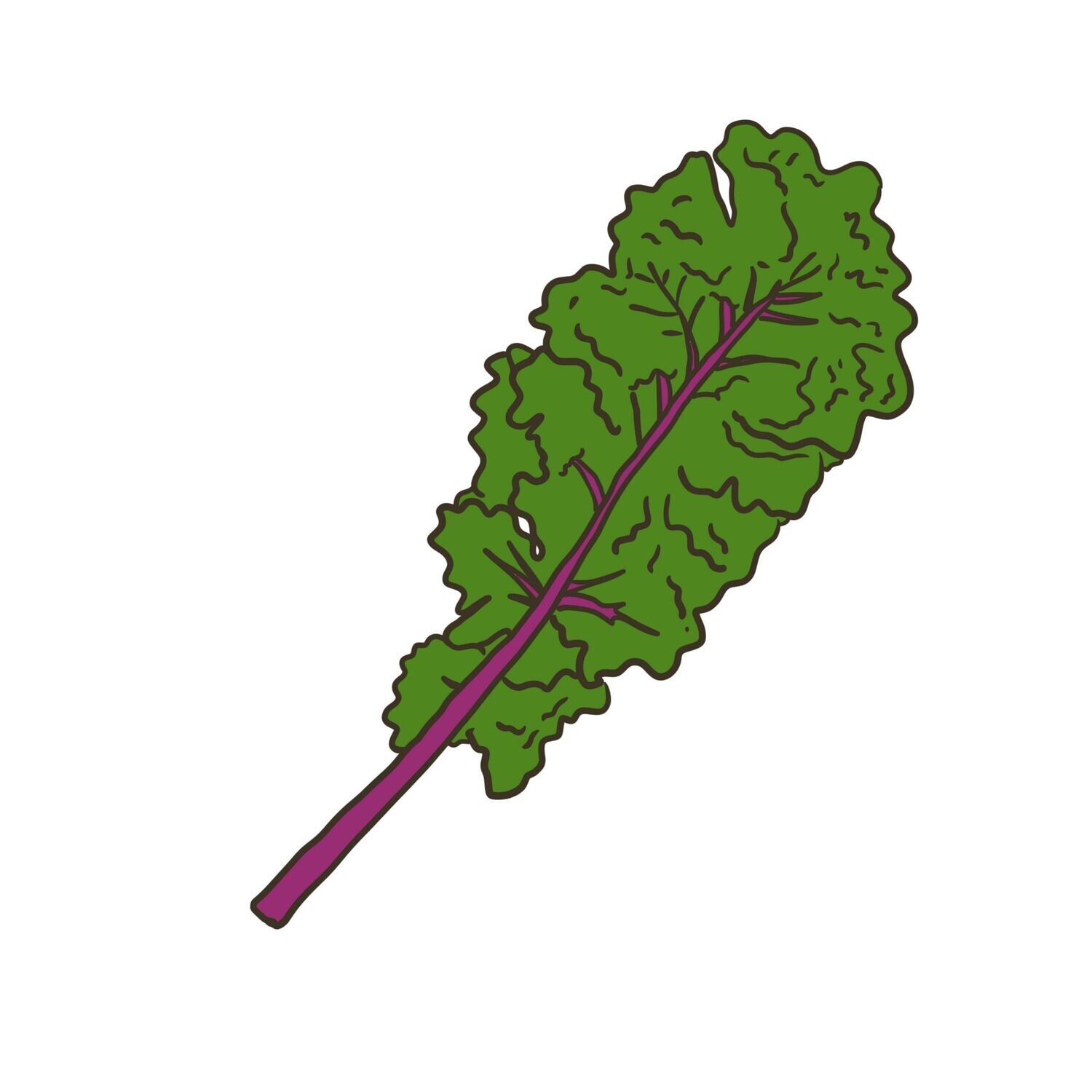 Red Russian Kale