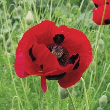 Oriental Poppy - Beauty of Livermere