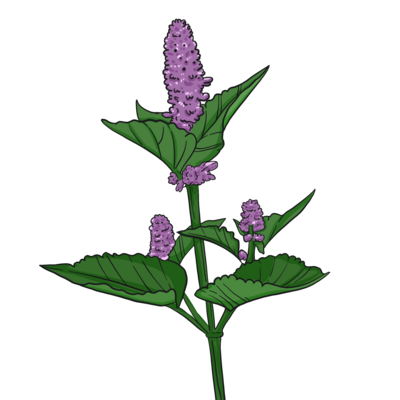 Hyssop purple anise