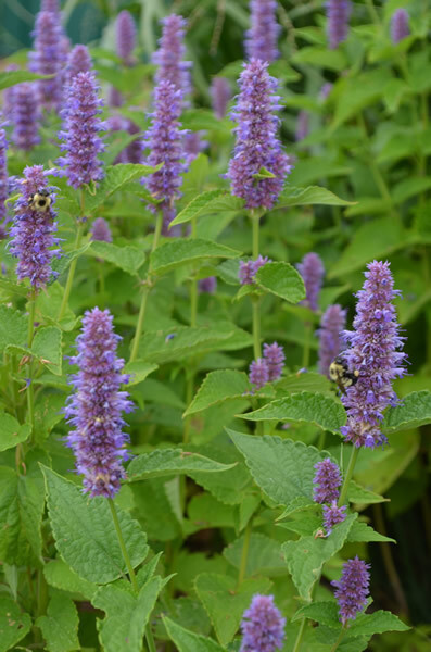 Hyssop purple anise