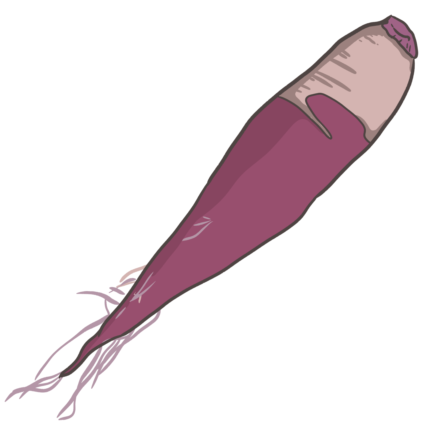 Cylindra Beets