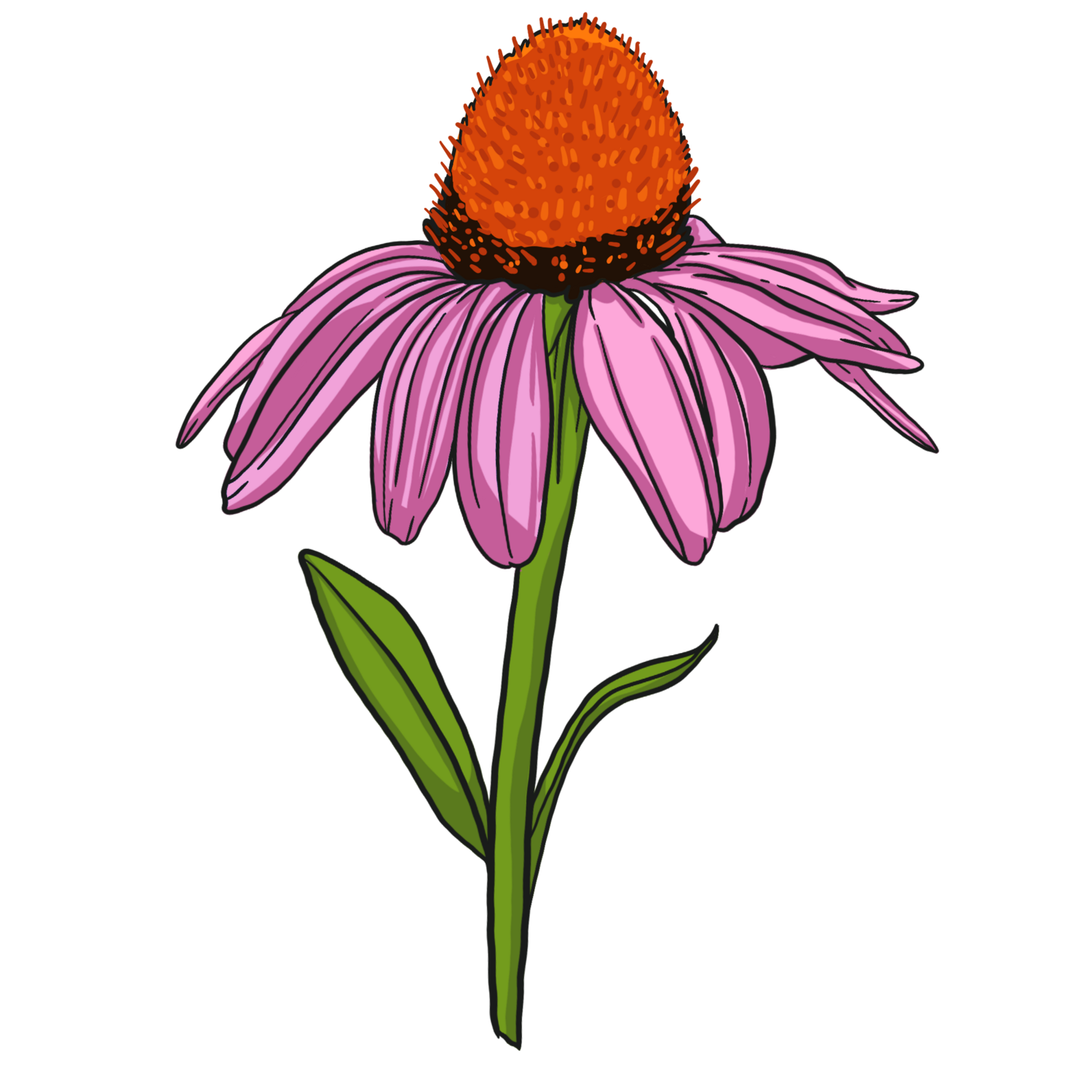 Echinacea