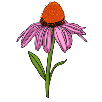 Echinacea