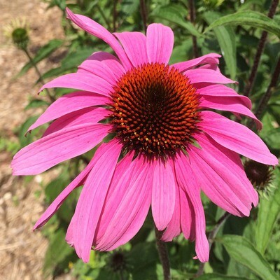 Echinacea