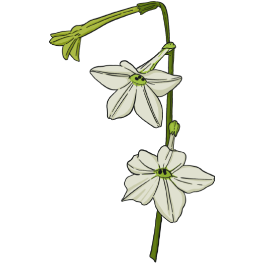 Jasmin scented Nicotinia