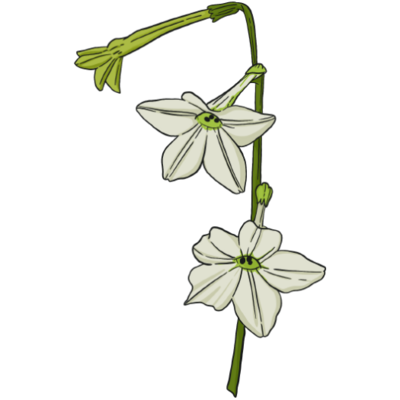 Jasmin scented Nicotinia