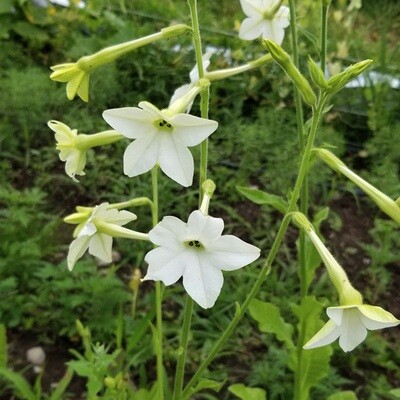 Jasmin scented Nicotinia