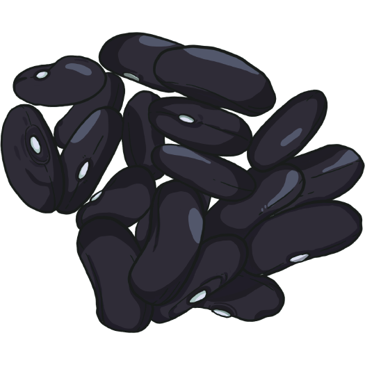 Cherokee Trail of Tears bean