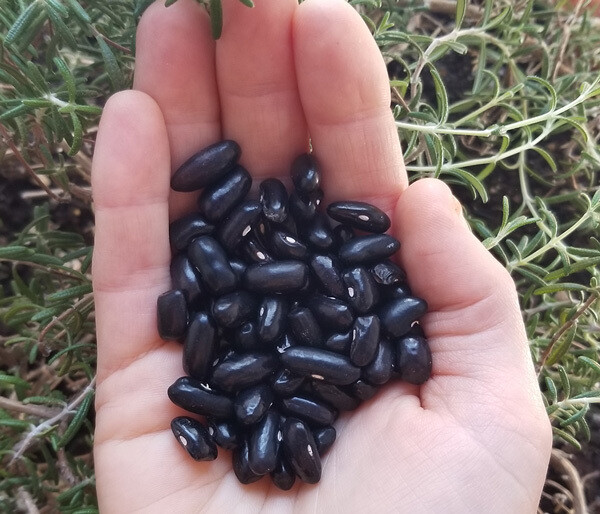 Cherokee Trail of Tears bean