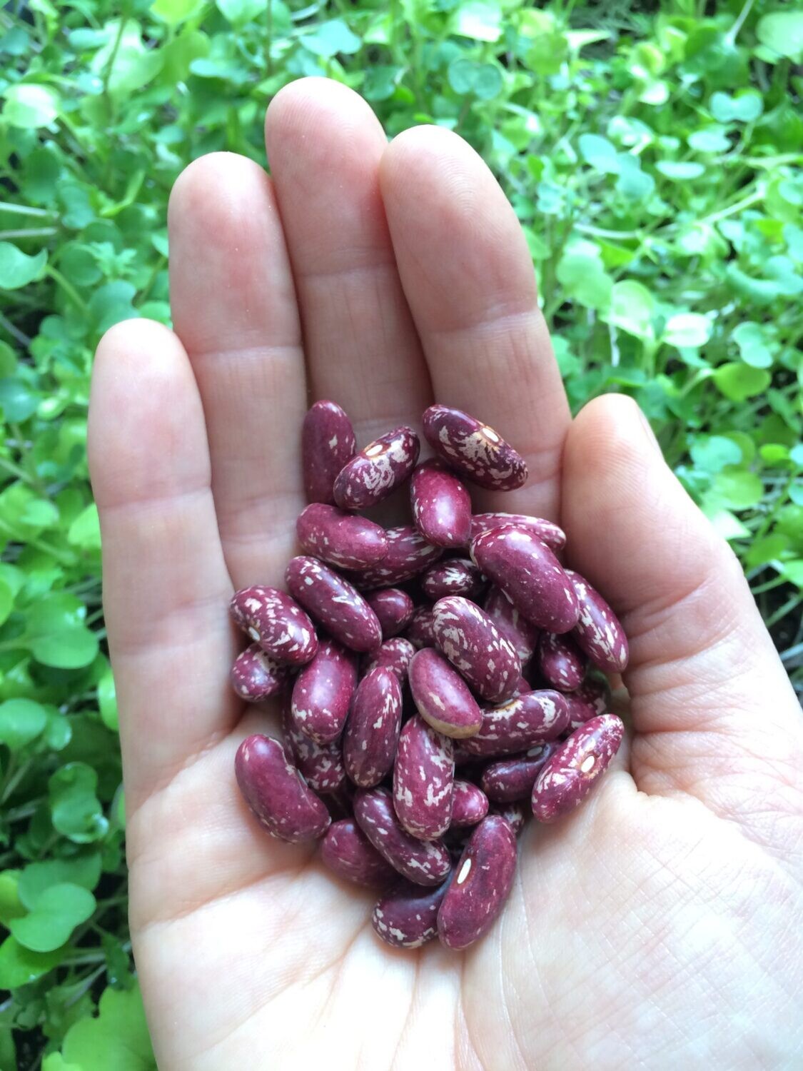 King of the Early Bean