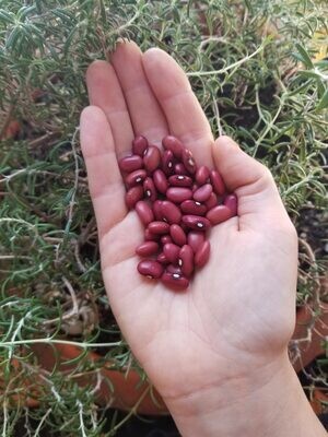 Hidatsa Red 1/2 climbing bean