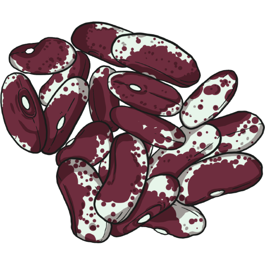 Jacobs Cattle Bean