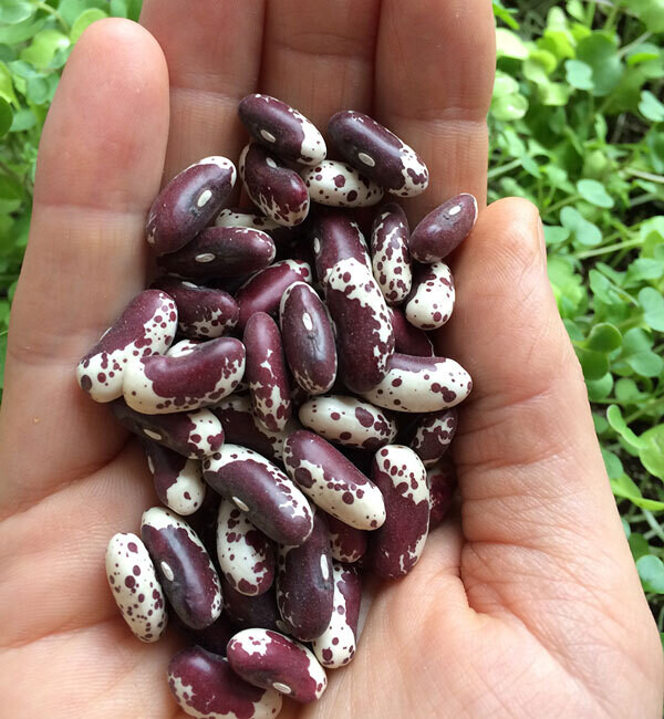 Jacobs Cattle Bean