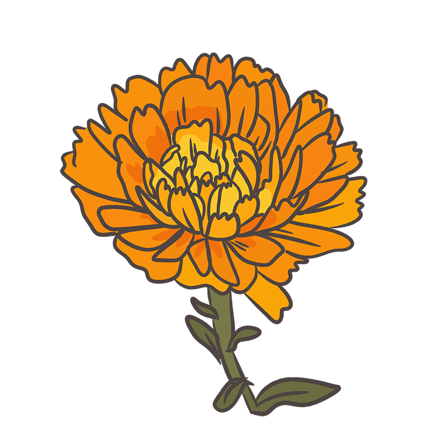 Orange Calendula Pacific Beauty