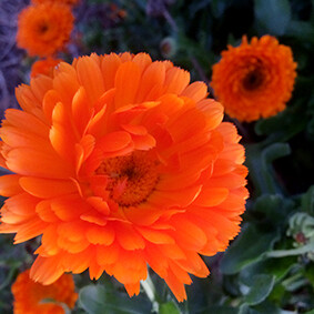 Orange Calendula Pacific Beauty