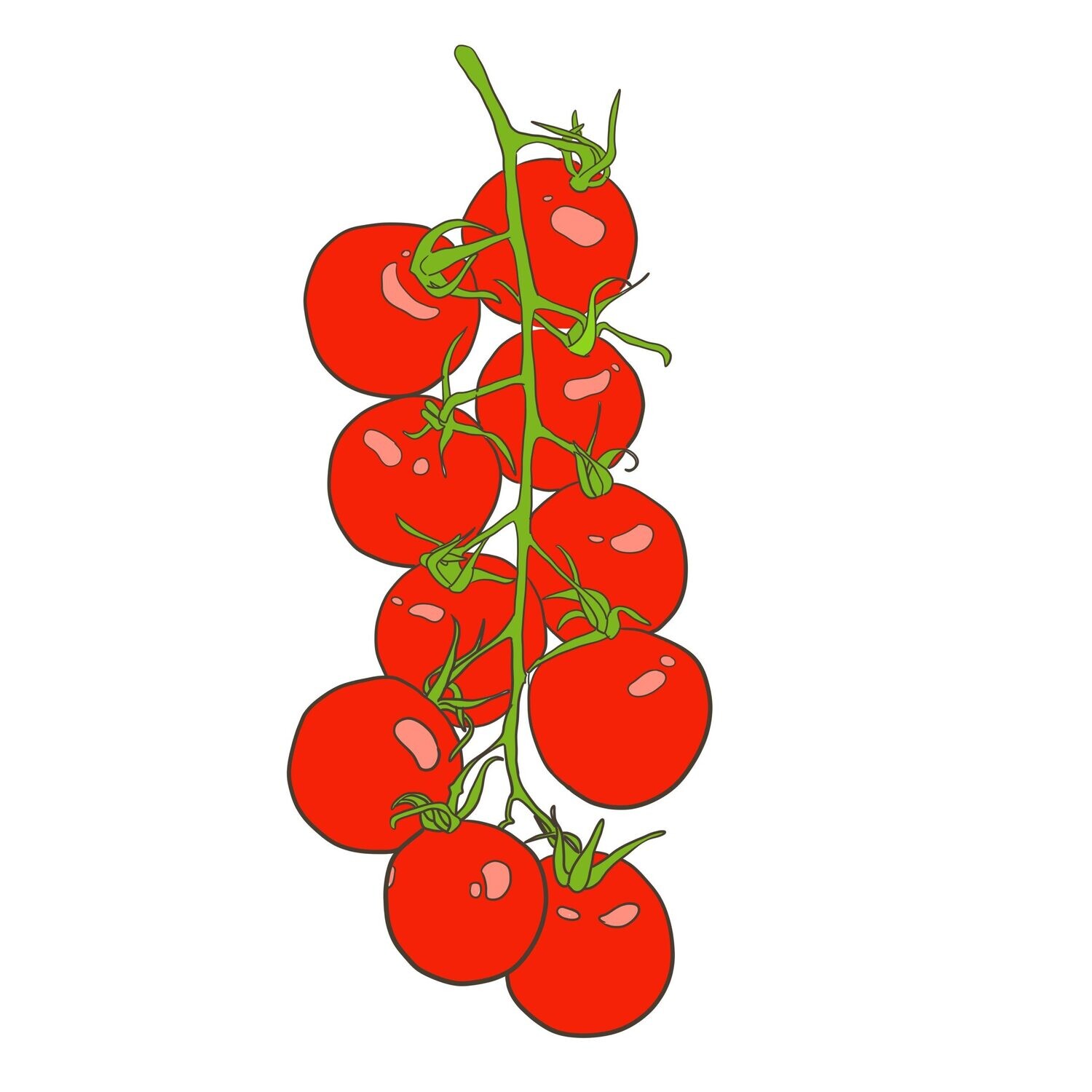 Reisenstraube Cherry Tomato