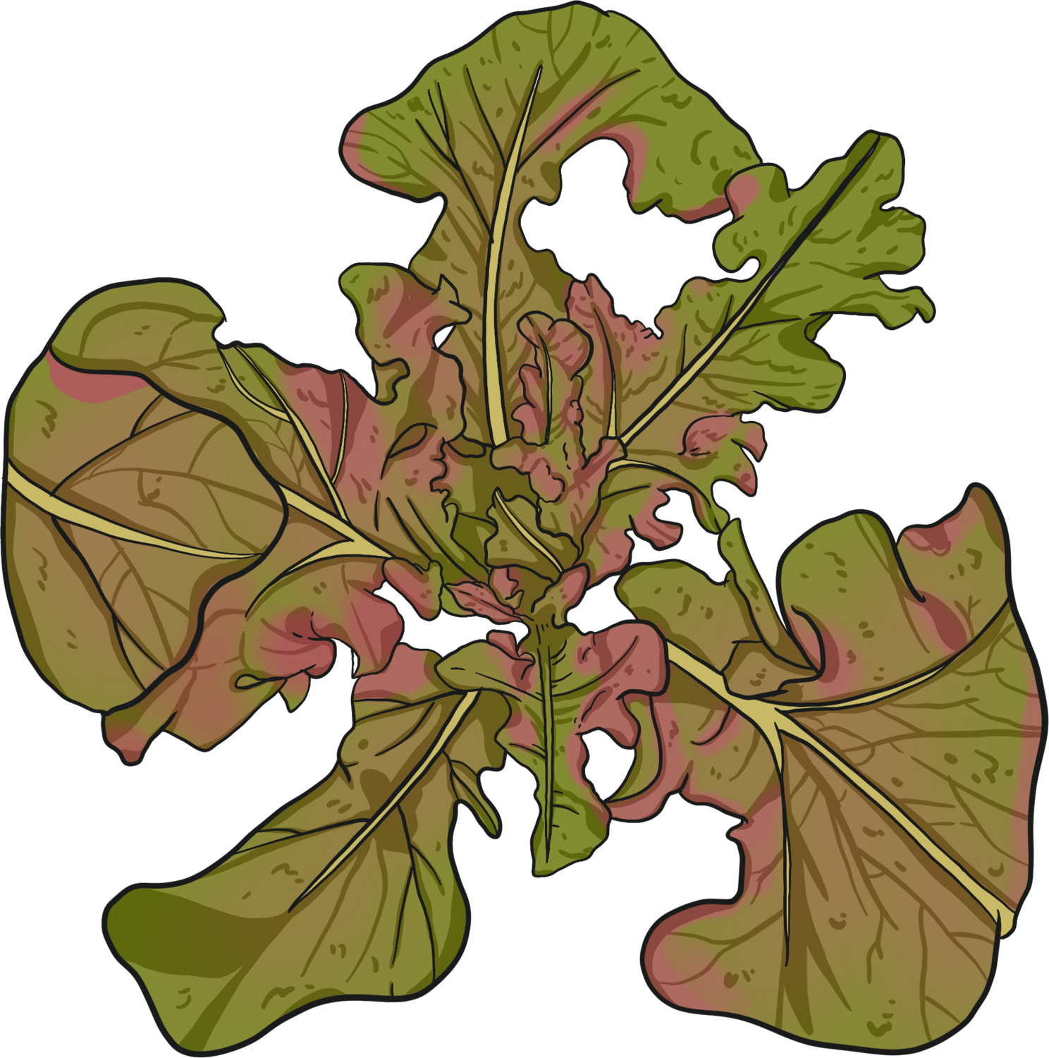 Antares Oak leaf lettuce